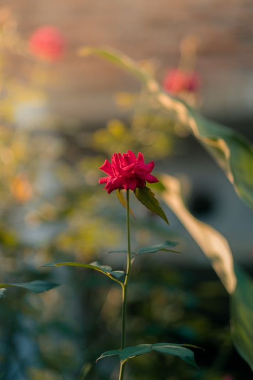 Sunlit Red Roses Vibrant Red Rose in Sunlit Garden · Free Stock Photo