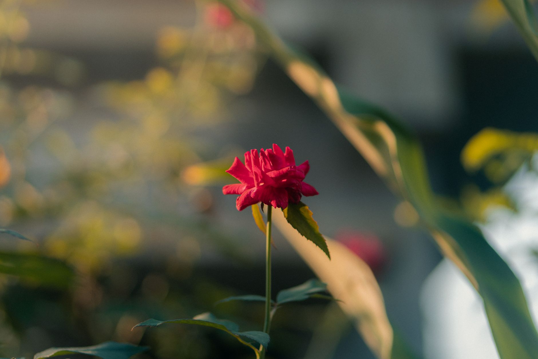 A stunning pink rose blooms gracefully in natural golden hour lighting, creating a warm and serene garden atmosphere.