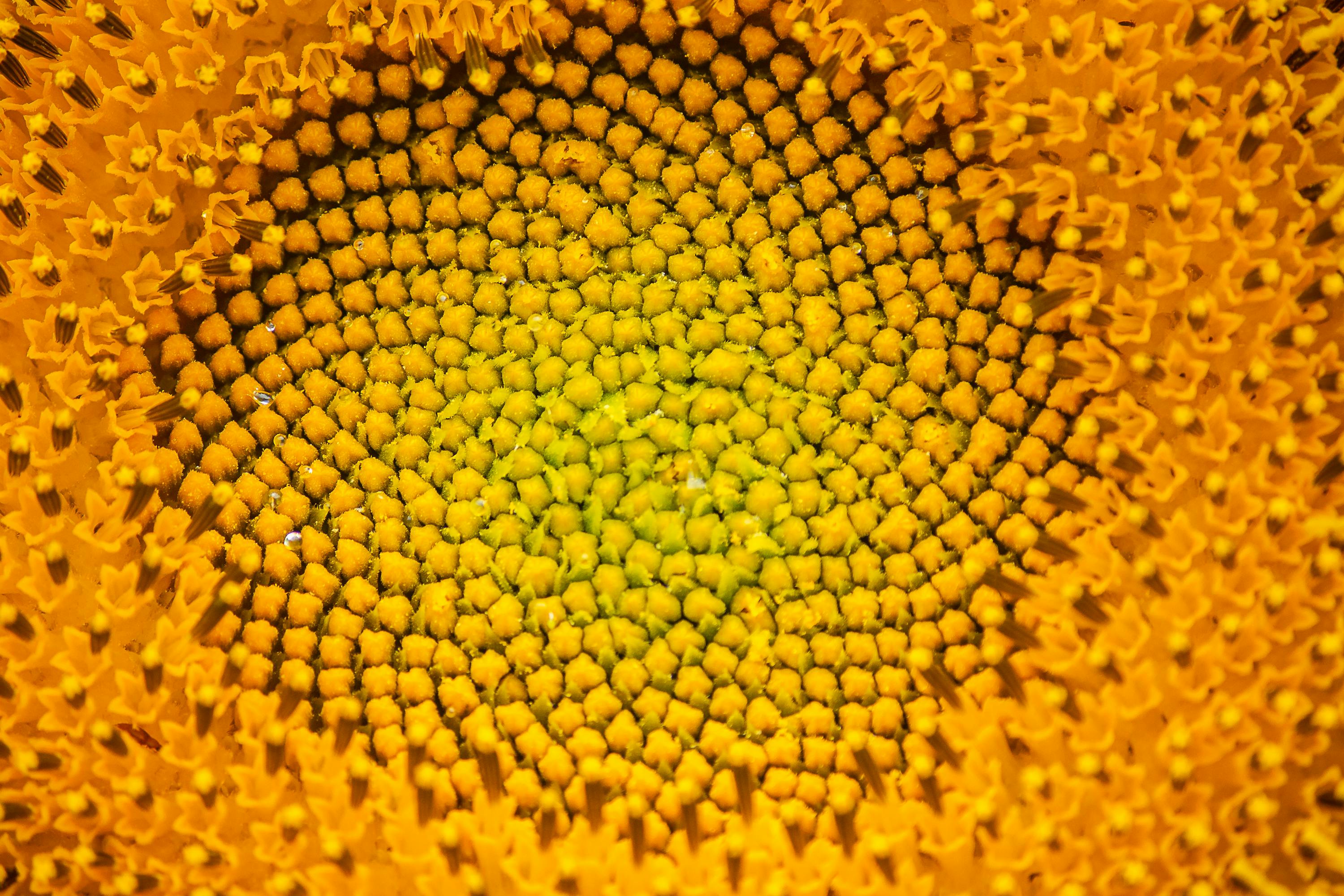 Detailed macro shot of a sunflower center with vibrant yellow hues.