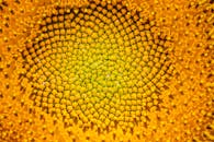 Close-up of Sunflower Core in Vibrant Yellow