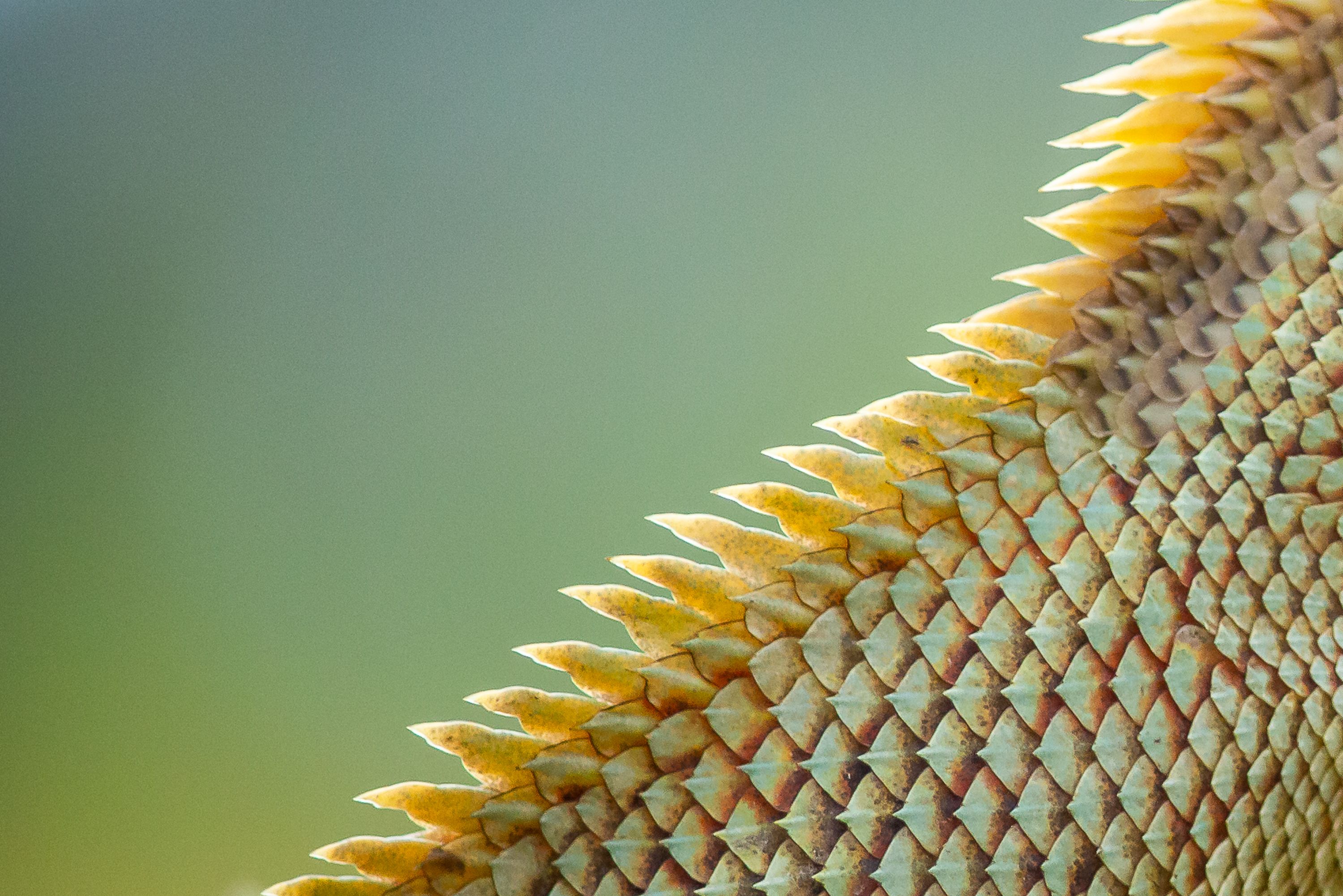 Close-up of Reptile Scale Texture · Free Stock Photo