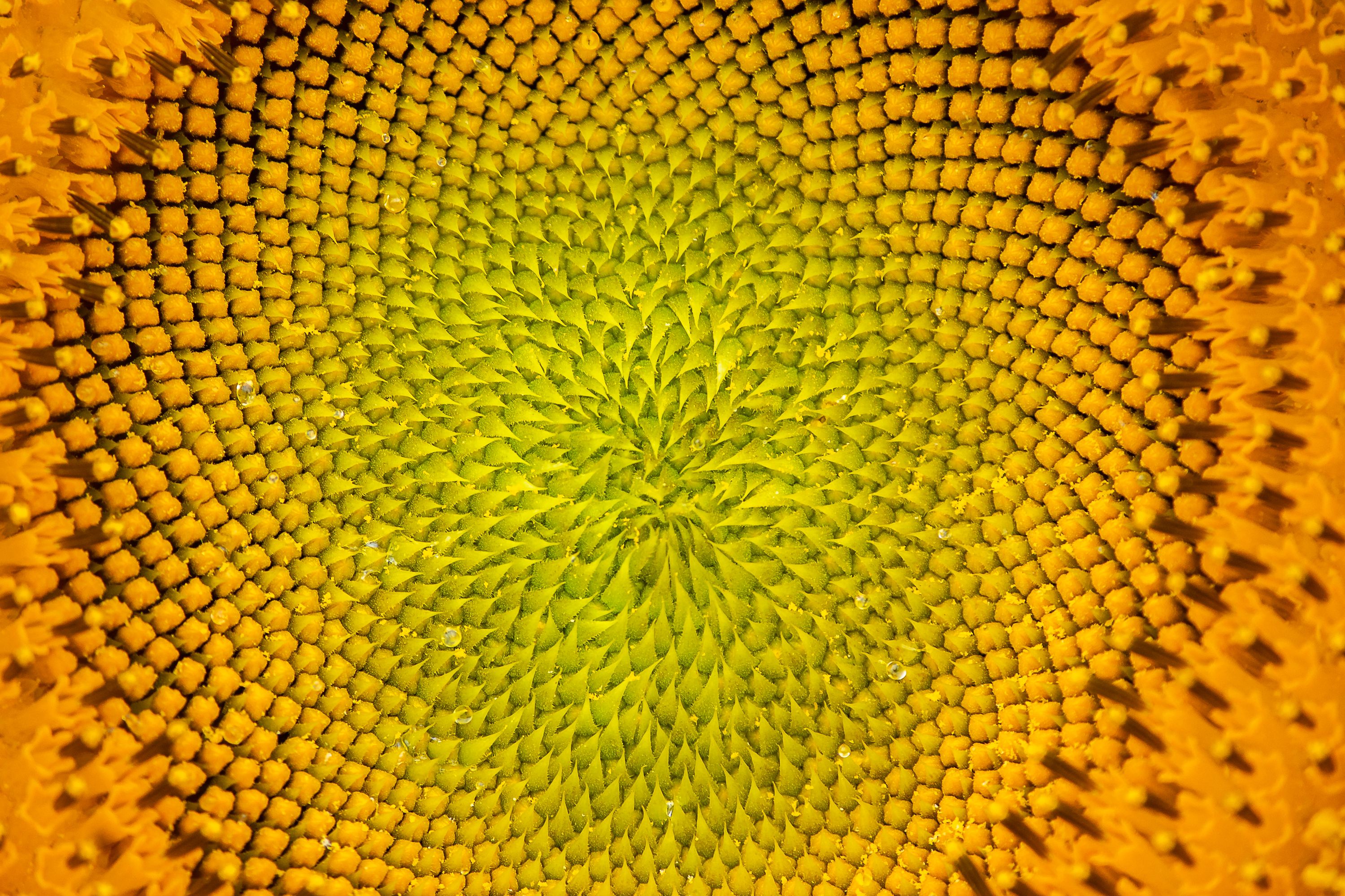 Detailed view of a sunflower head showcasing its intricate spiral pattern and vibrant colors.