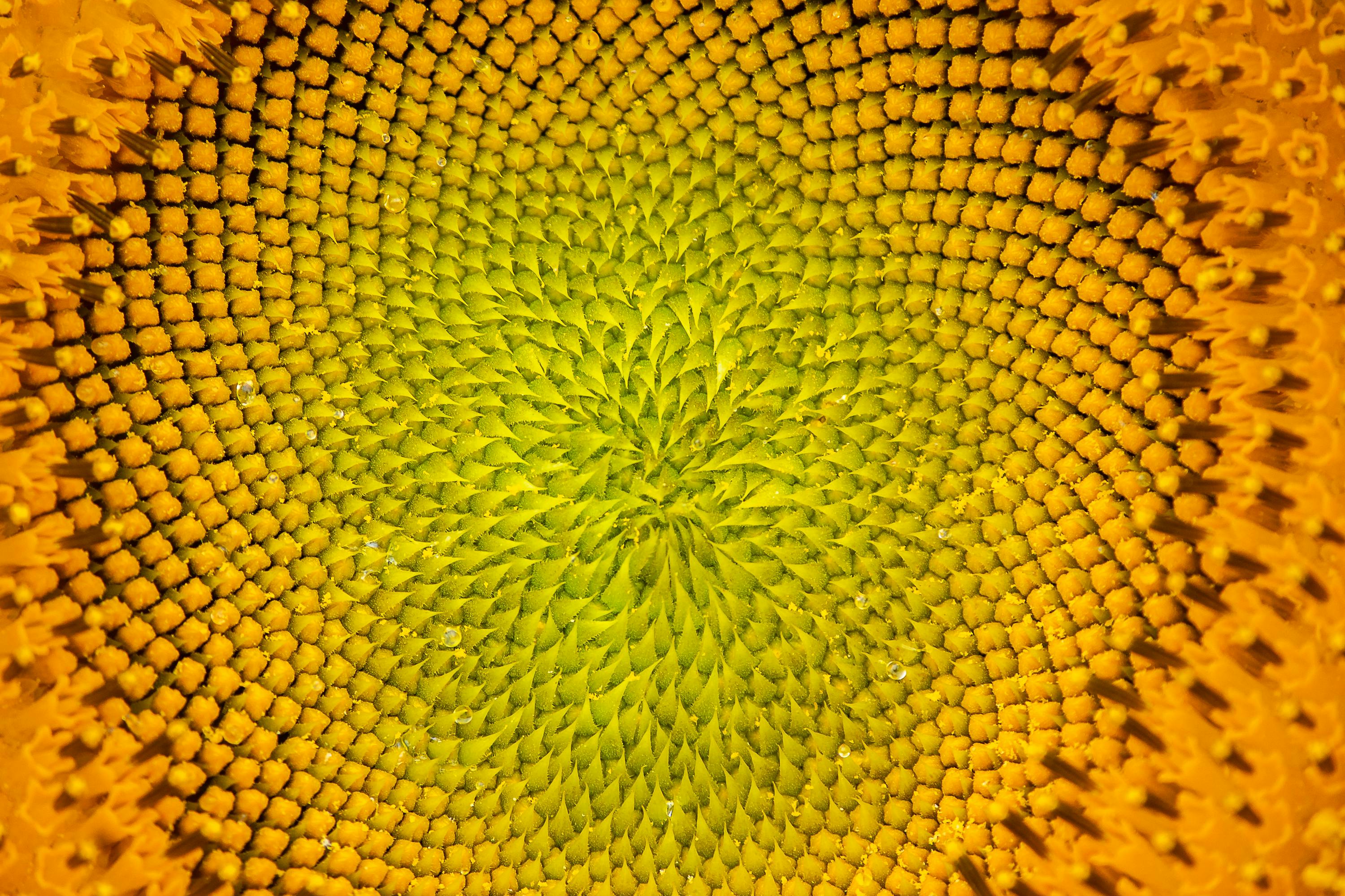 Free Detailed view of a sunflower head showcasing its intricate spiral pattern and vibrant colors. Stock Photo