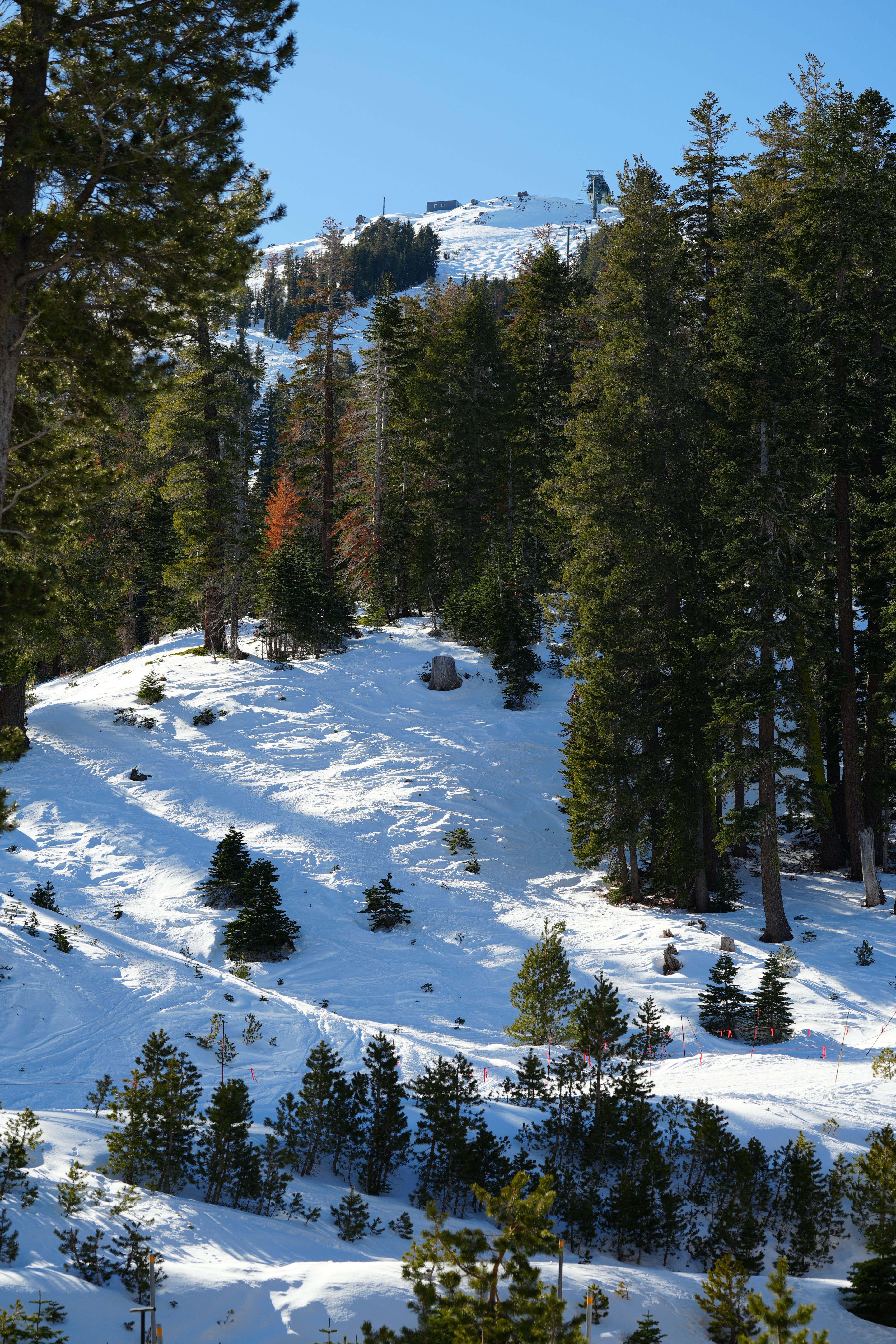 Scenic Snowy Mountain Landscape with Pine Trees · Free Stock Photo