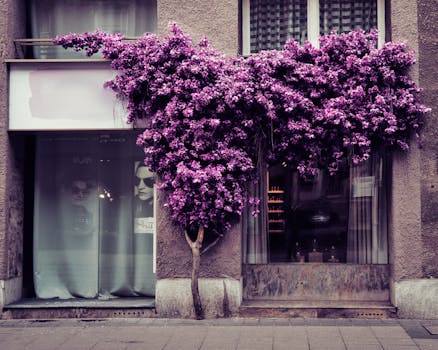 A stunning display of bougainvillea blooms adorning a city storefront.