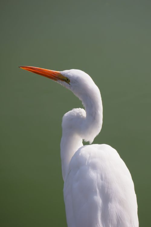 Free A great egret with orange bill and white plumage stands gracefully against a soft green background. Stock Photo