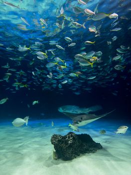 Colorful underwater scene featuring fish and rays swimming over a coral reef in an aquarium.