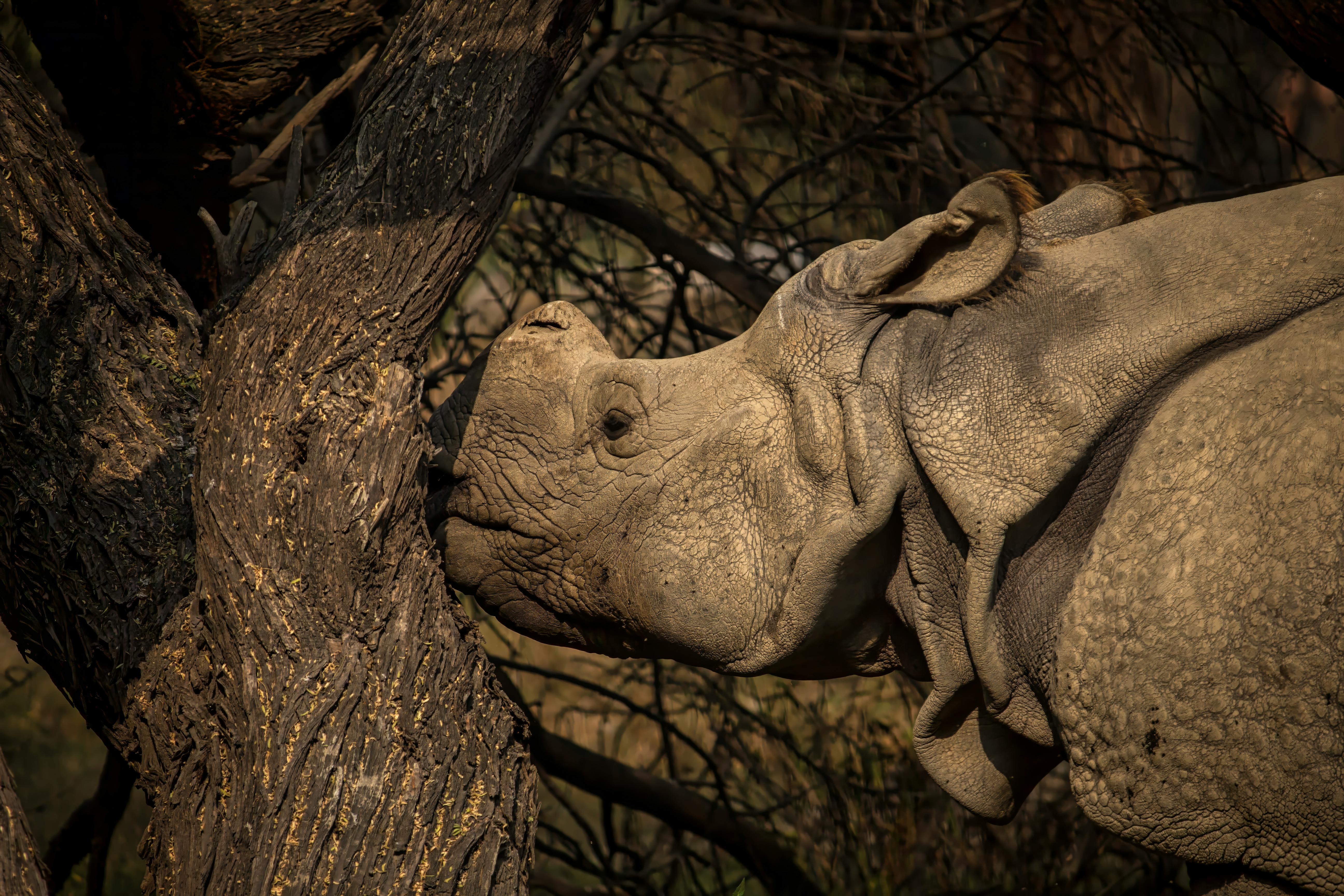 Gratuit Photos gratuites de aboiement, animal, animal à cornes Photos