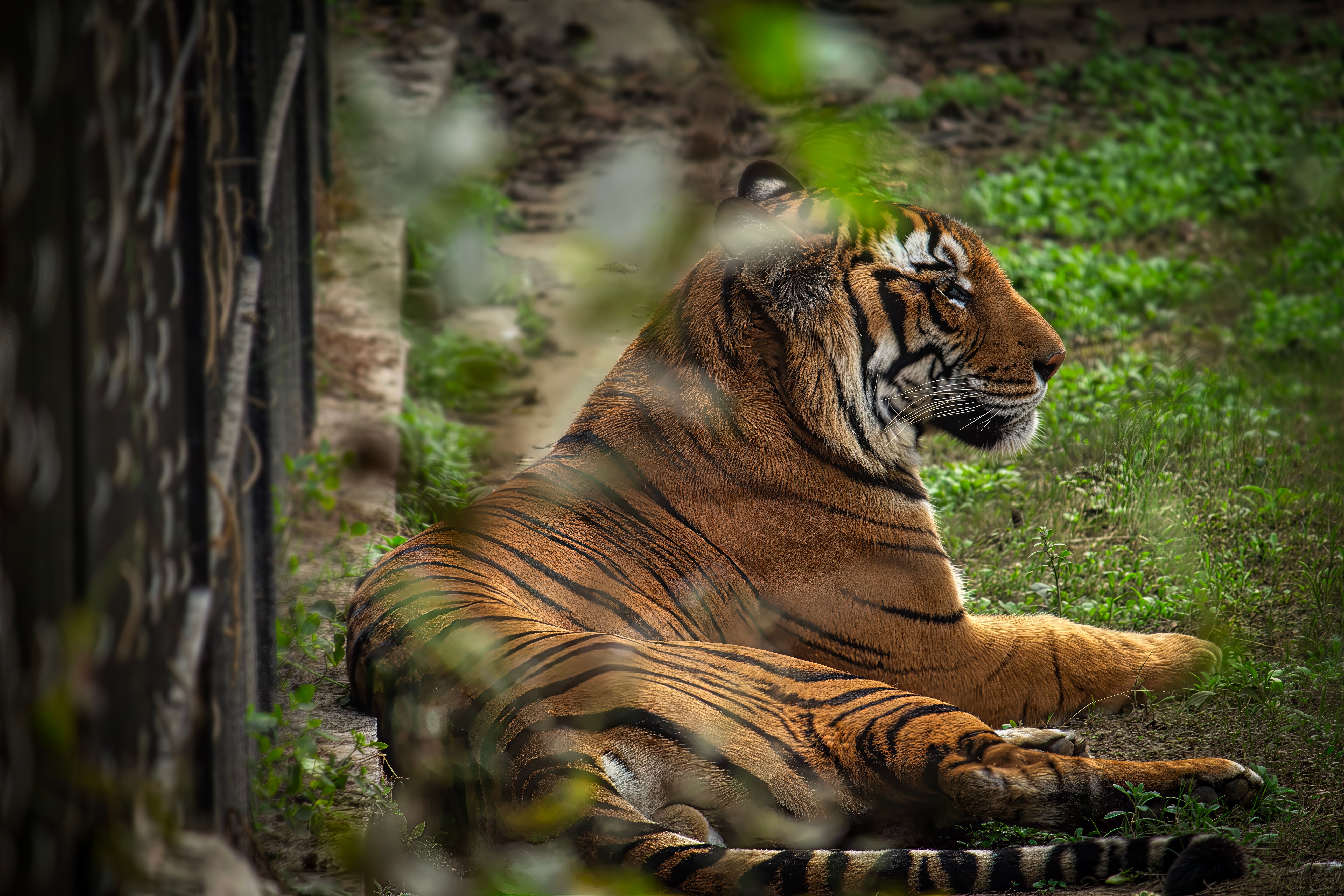 Kerala Zoo Tiger Euthanasia