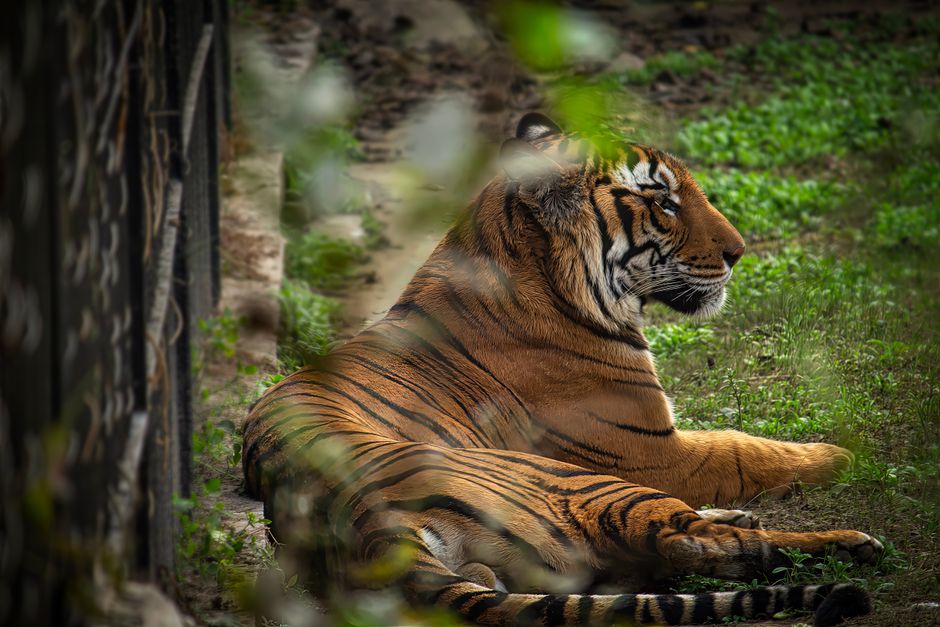 Kerala Zoo Tiger Euthanasia