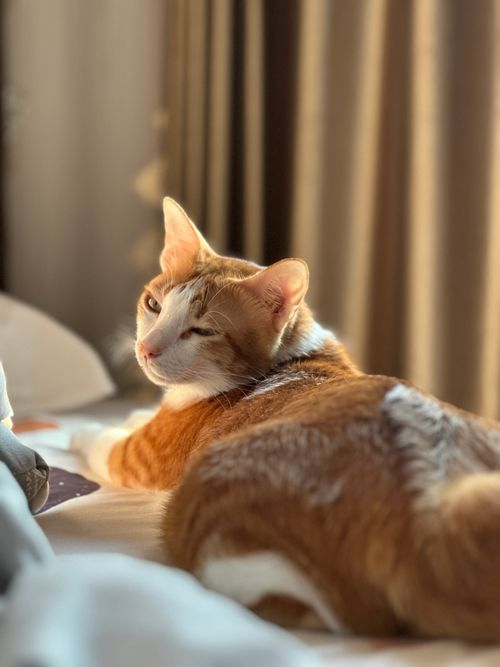 Free A ginger cat lazily lounging on a bed, basking in natural sunlight indoors. Stock Photo