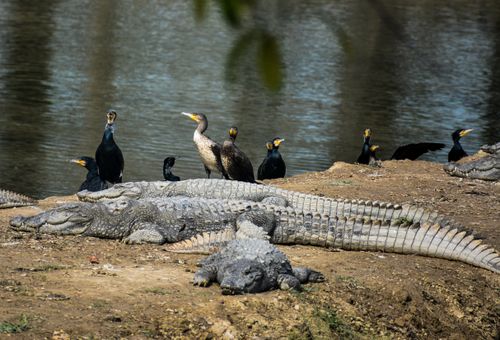 Free Alligators and cormorants bask by a tranquil lakeside, creating a natural wildlife scene. Stock Photo