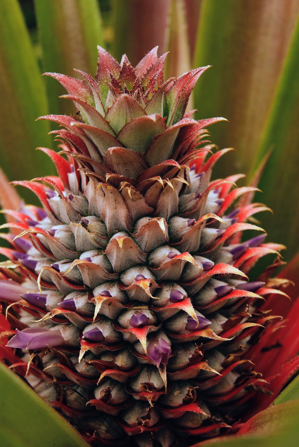 Close-up of Pineapple Plant in West Java · Free Stock Photo