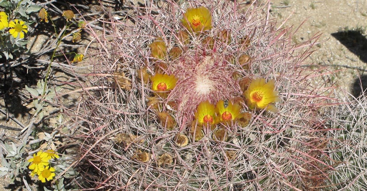 Free stock photo of Anza Borrego Desert, barrel cactus, cactus