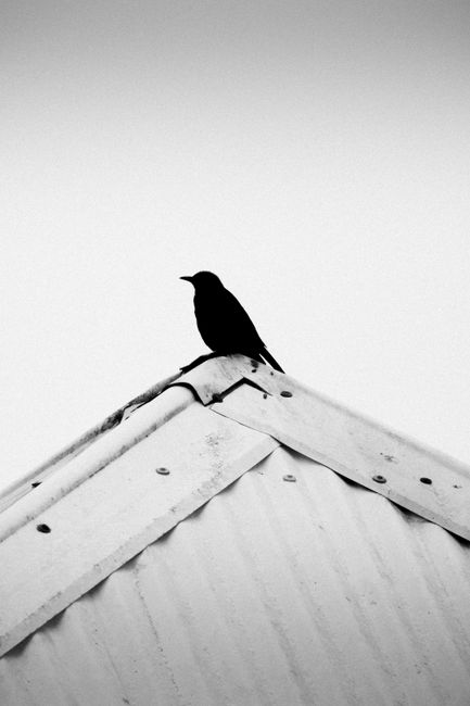 A striking silhouette of a black bird perched on a corrugated rooftop against a clear sky in Johannesburg, South Africa.