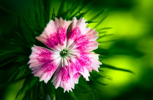 Fotografi Fokus Selektif Bunga Dianthus Merah Muda