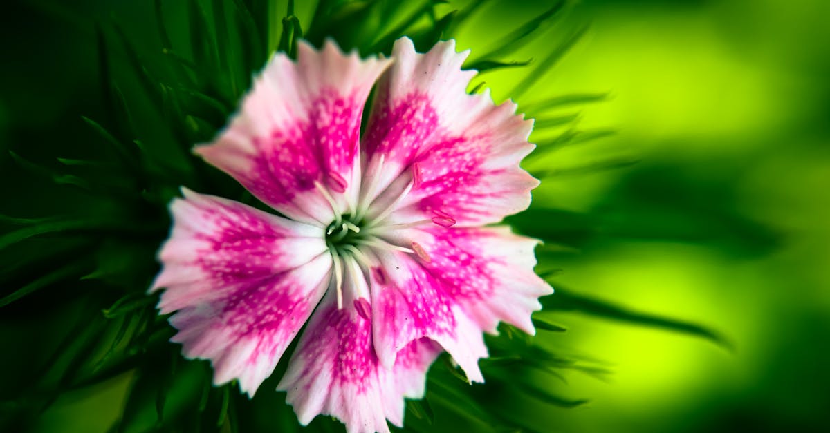 Pink Dianthus Flower Selective-focus Photography