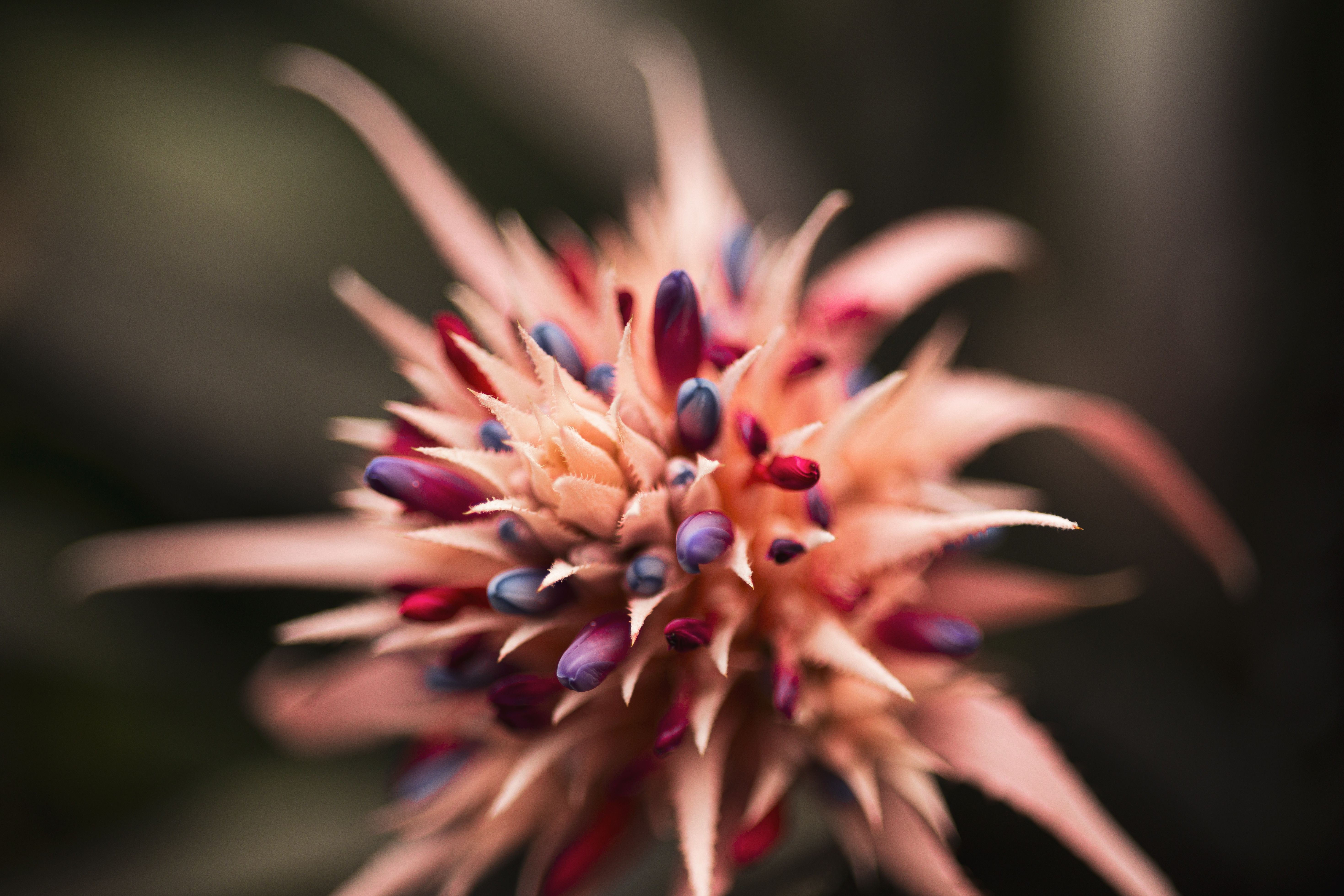 Close-up of an unusual, rare flower bloom