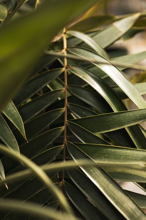 Free Detailed view of lush green tropical palm leaves basking in sunlight, conveying nature's tranquility. Stock Photo