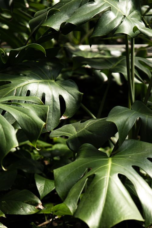 Free Close-up of vibrant Monstera leaves with sunlight, showcasing rich textures and natural beauty. Stock Photo
