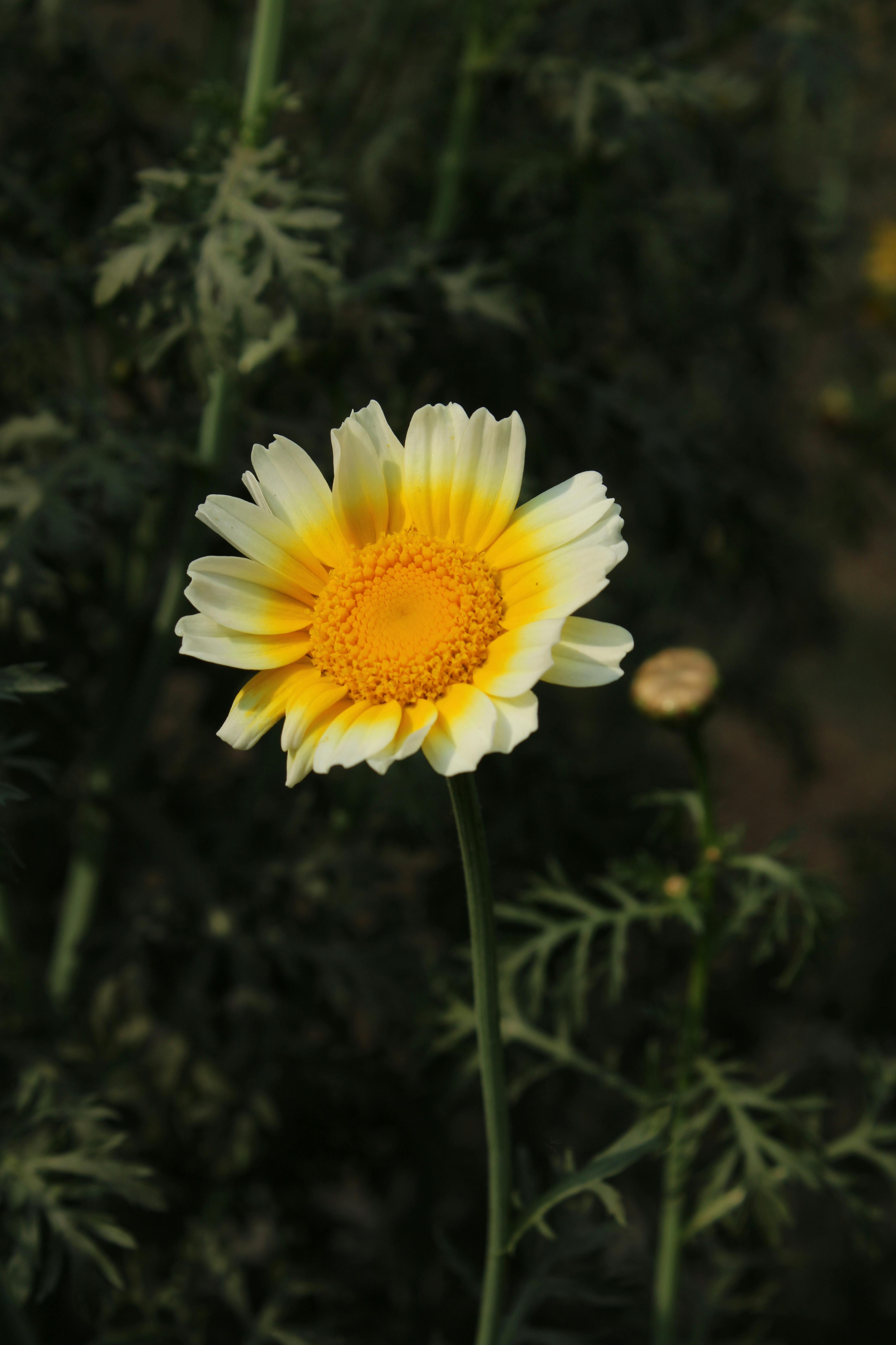 grátis Impressionante close-up de uma vibrante margarida amarela em plena floração na primavera. Foto profissional