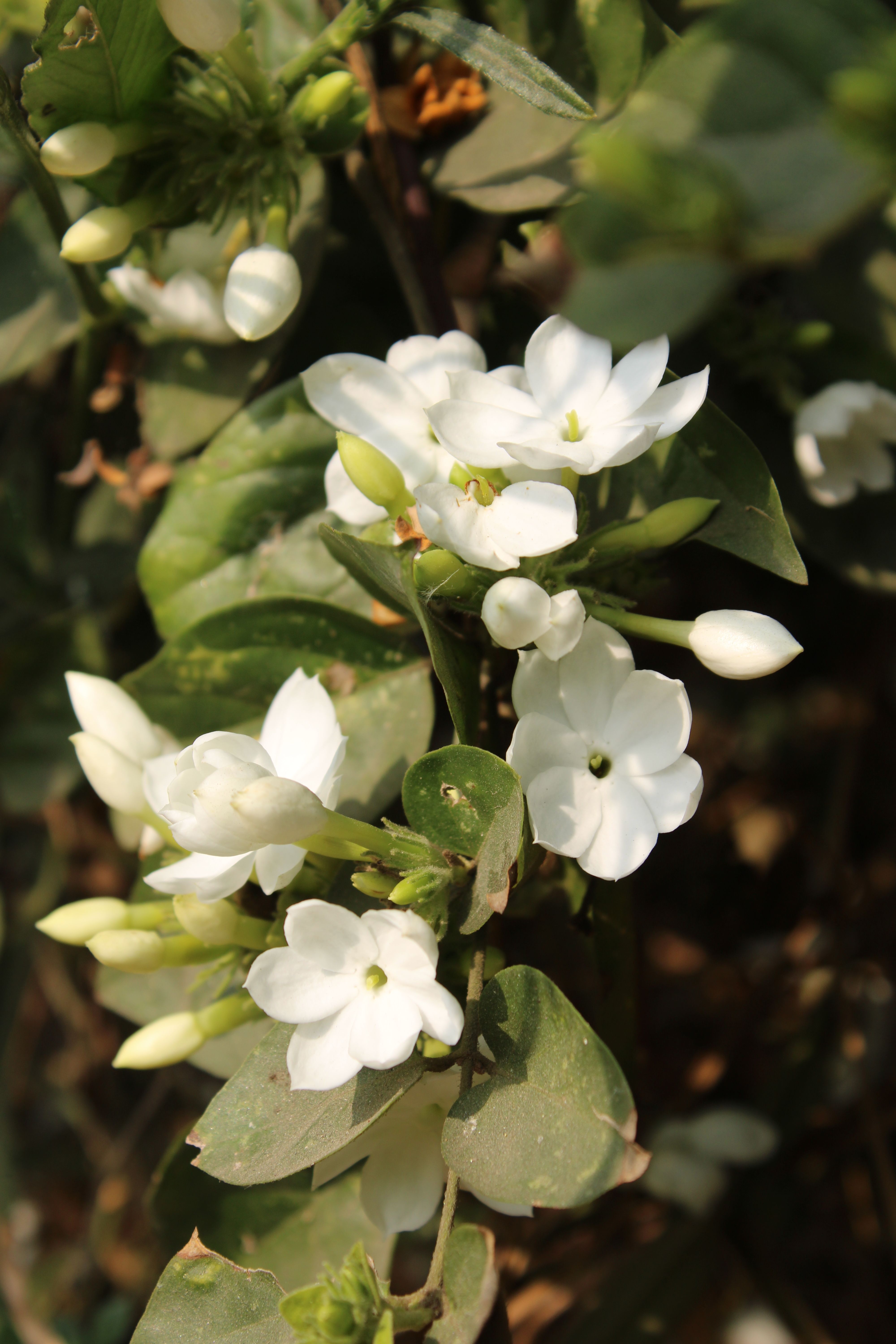 A beautiful capture of white jasmine flowers with lush green leaves in natural sunlight.