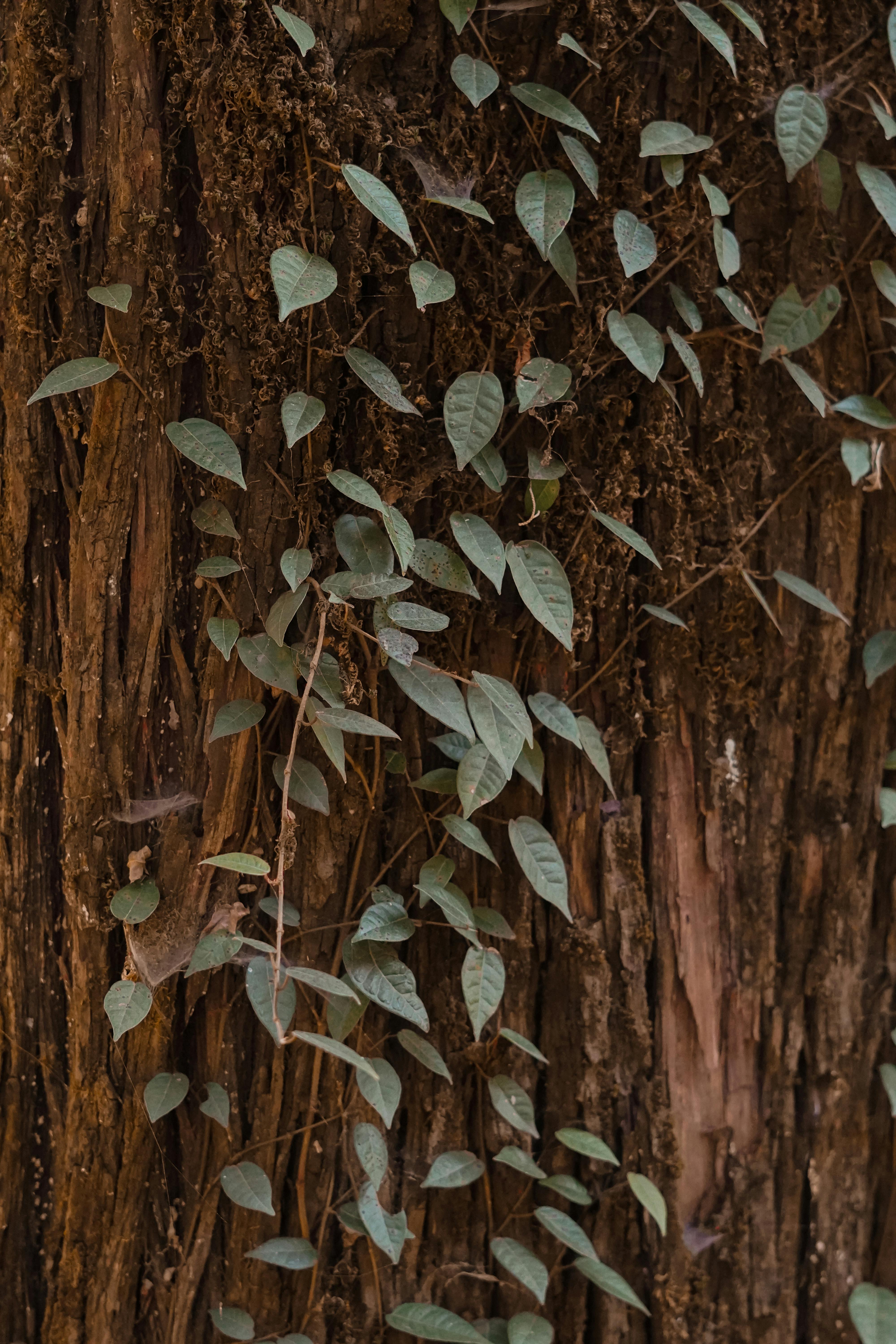 Gratuit Vedere detaliată a viței de vie cățărătoare luxuriante, verzi, care cresc pe un trunchi de copac texturat, creând un model natural. Fotografie de stoc