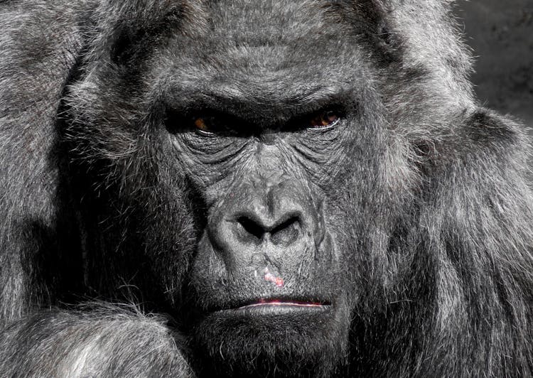 Close Up Photo Of Gorilla 