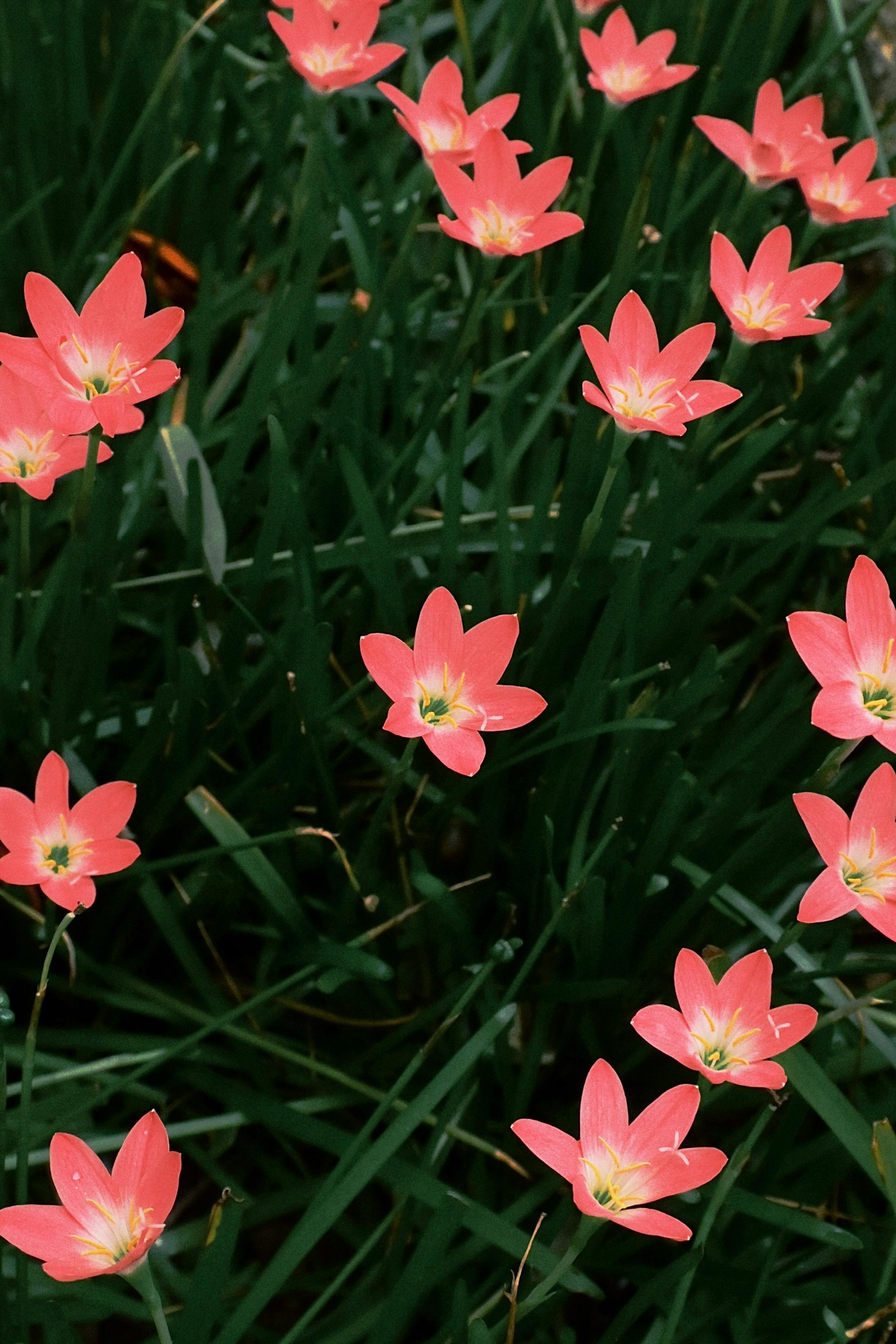 [ColoSach]-bright-pink-rain-lilies-in-full-bloom-against-lush-green-leaves.