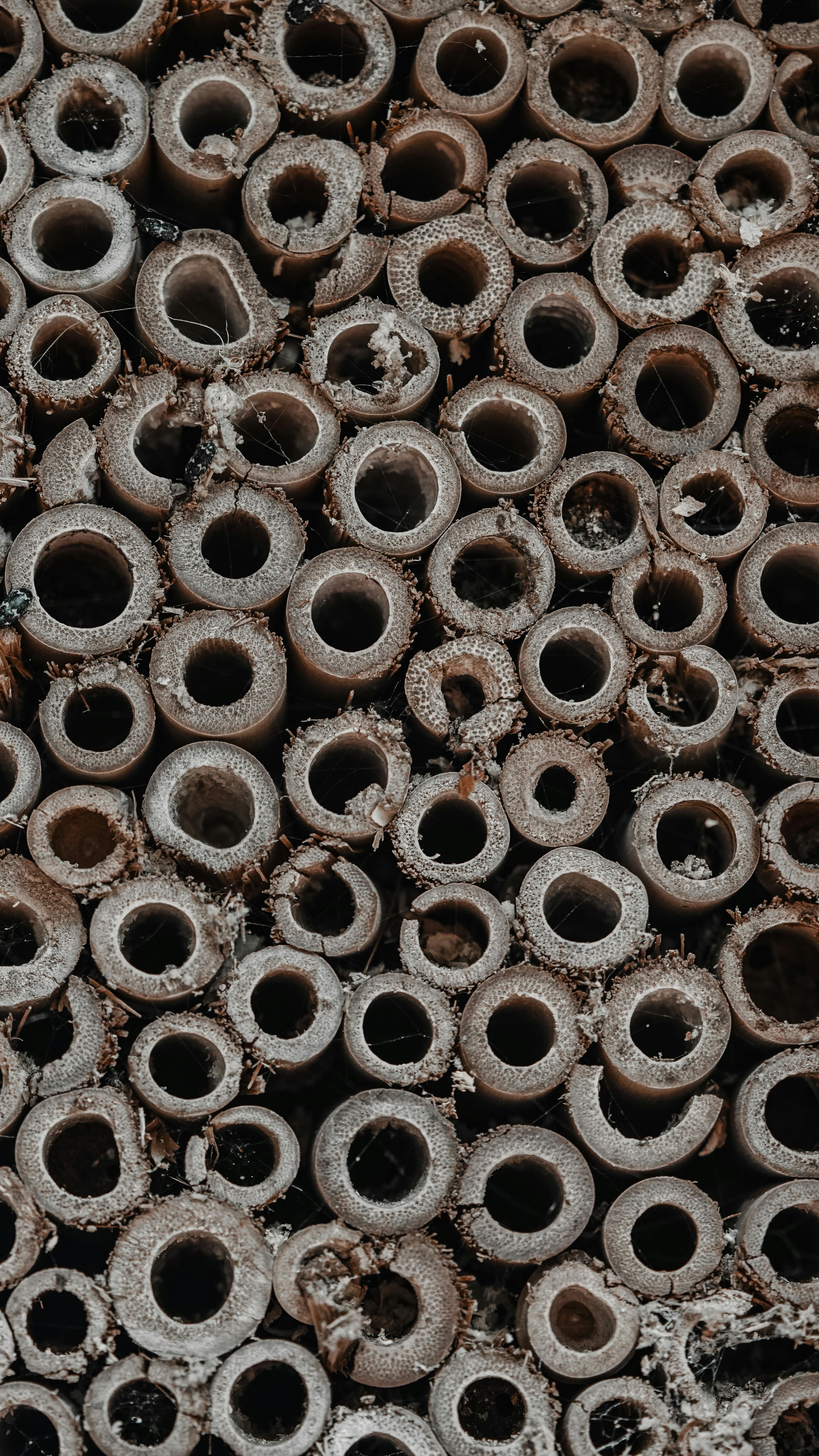 Gratis Ripresa macro di cerchi di legno invecchiato e strutturato, disposti in un fitto motivo che offre dettagli grintosi. Foto a disposizione