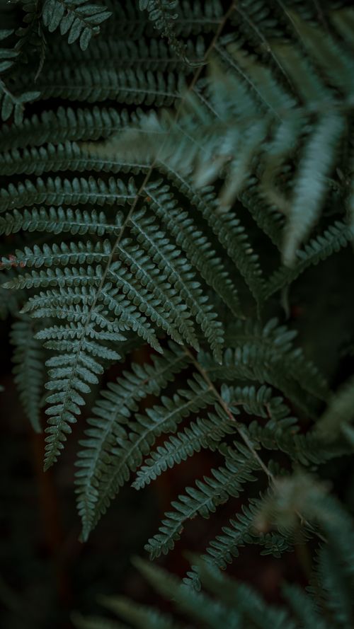 Free Detailed macro shot capturing the rich texture of moody fern leaves in natural light. Stock Photo