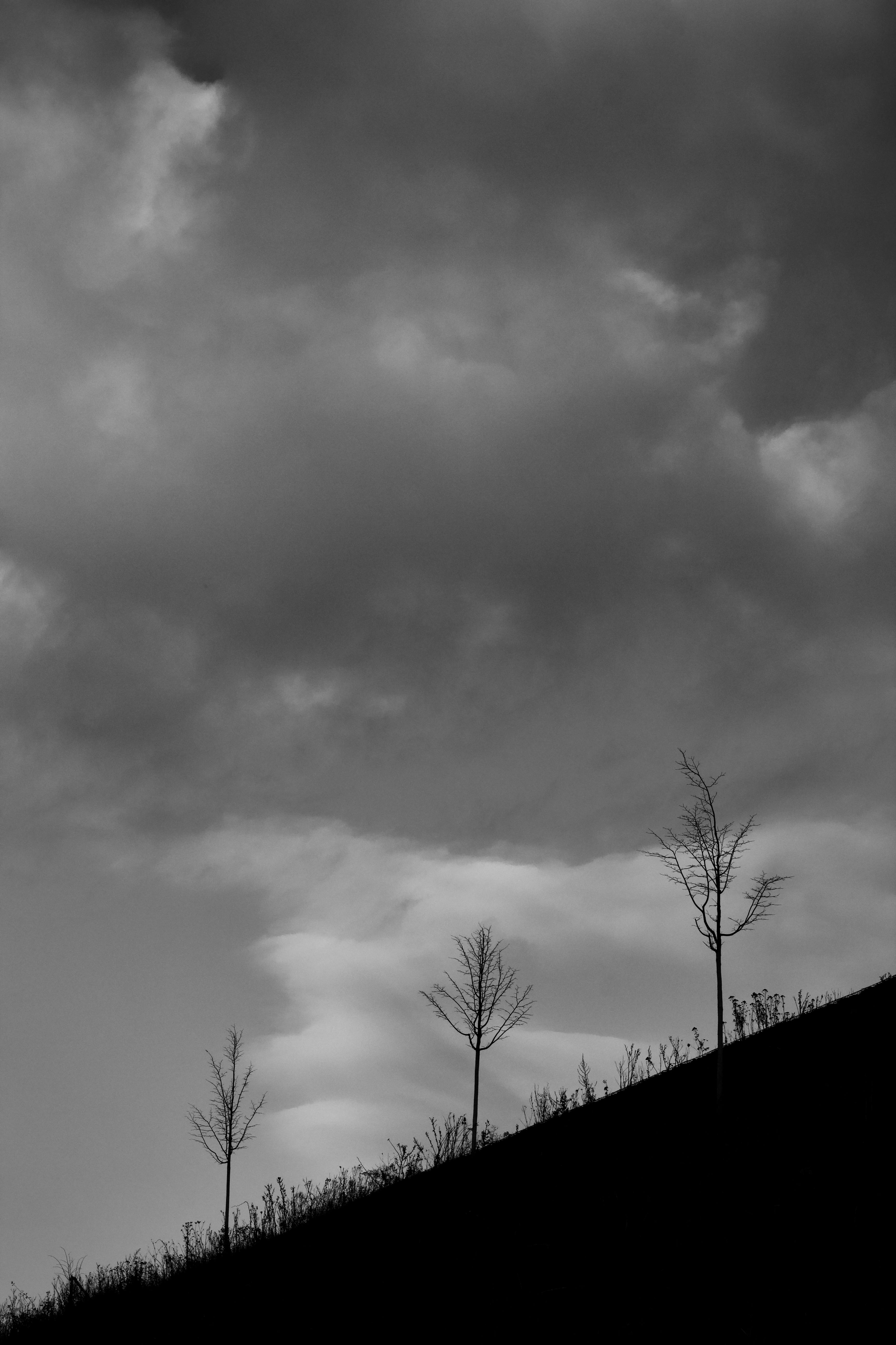 Dramatic Black and White Silhouette of Trees