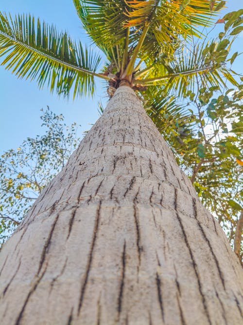 Безкоштовне стокове фото на тему «дерево, зелений, кокос»