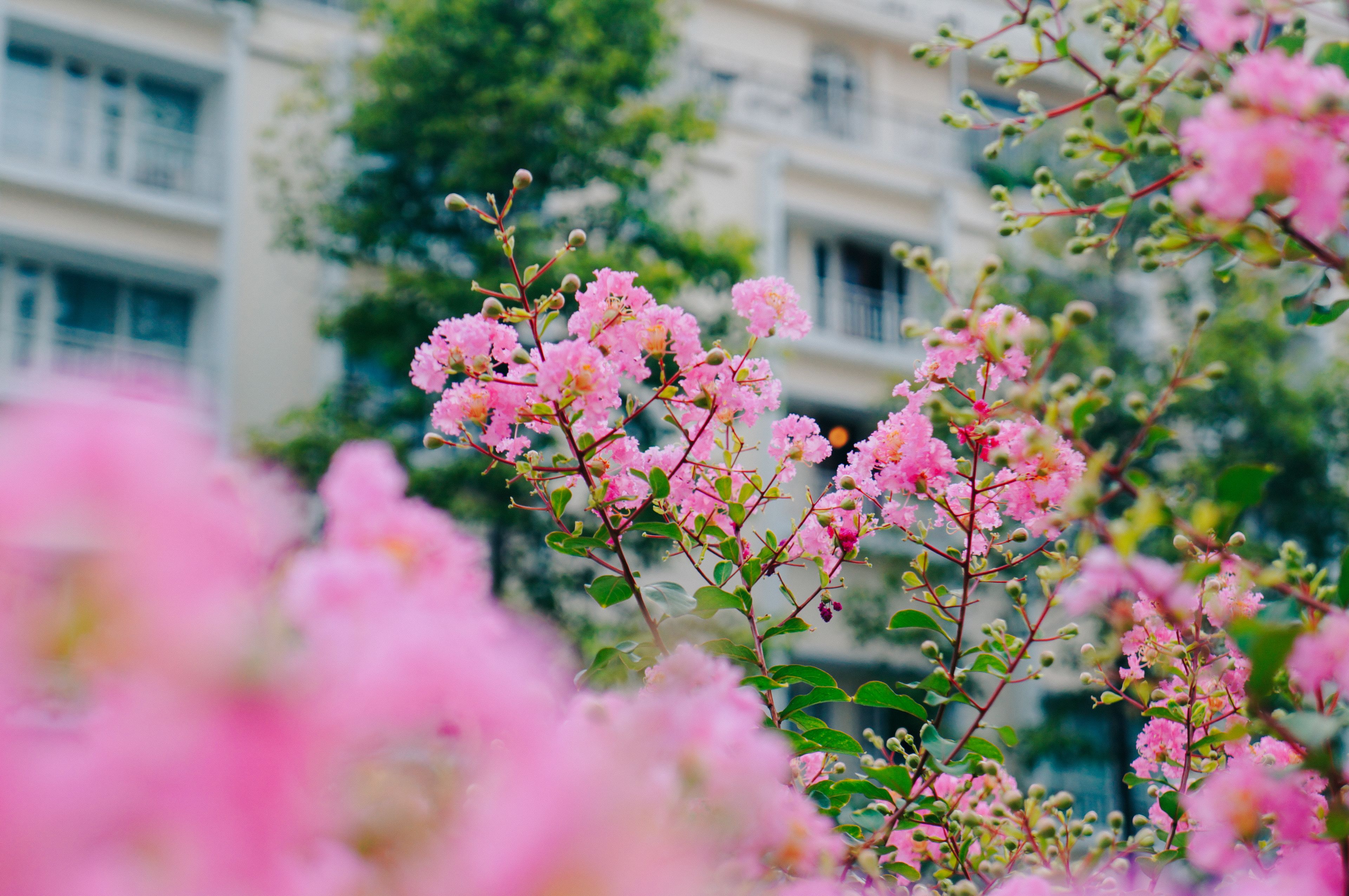 Vibrant pink crepe myrtle flowers in focus with a blurred urban background.