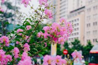 Vibrant Pink Blossoms in Urban Setting