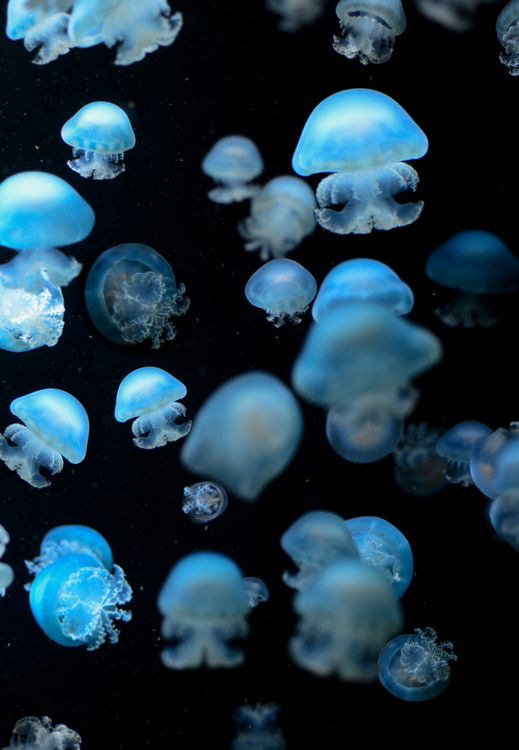 Vibrant Blue Jellyfish Floating in the Dark Sea · Free Stock Photo