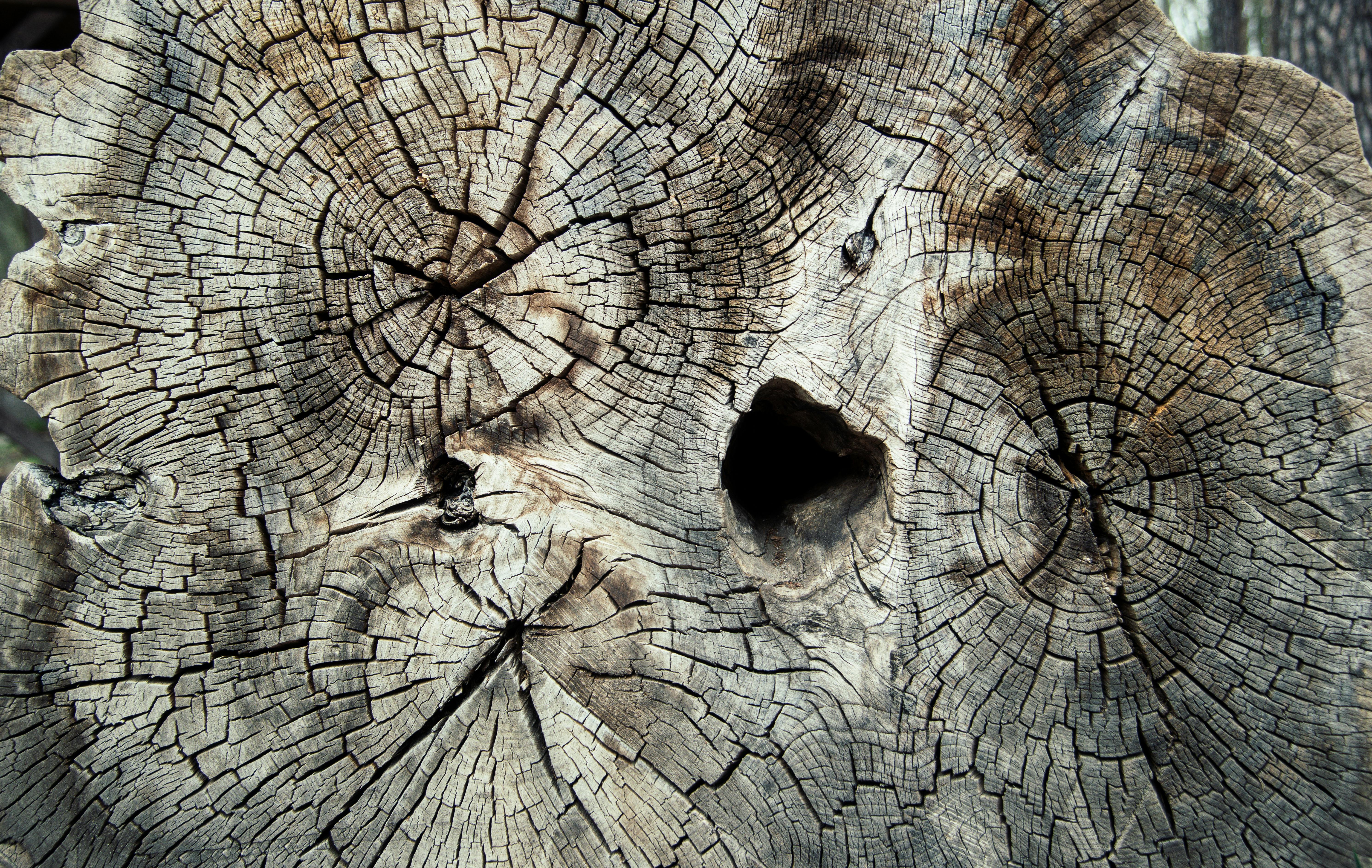 Gratuit Vue détaillée d'un tronc d'arbre montrant les cernes de croissance, mettant en évidence son âge et sa texture naturelle. Photos