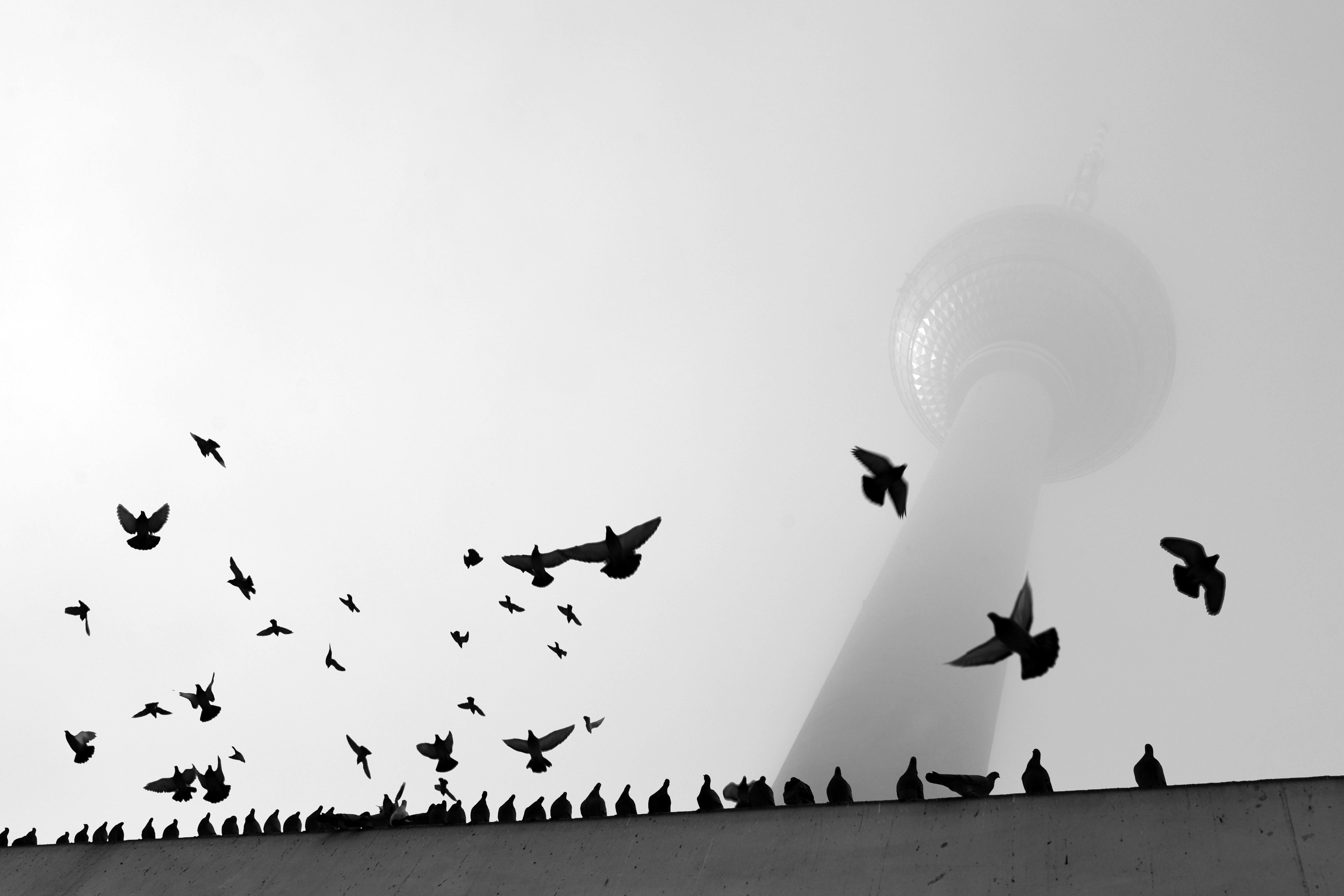 Gratis Sagome di uccelli che volano vicino a una torre televisiva avvolta nella nebbia, creando un contrasto sorprendente. Foto a disposizione