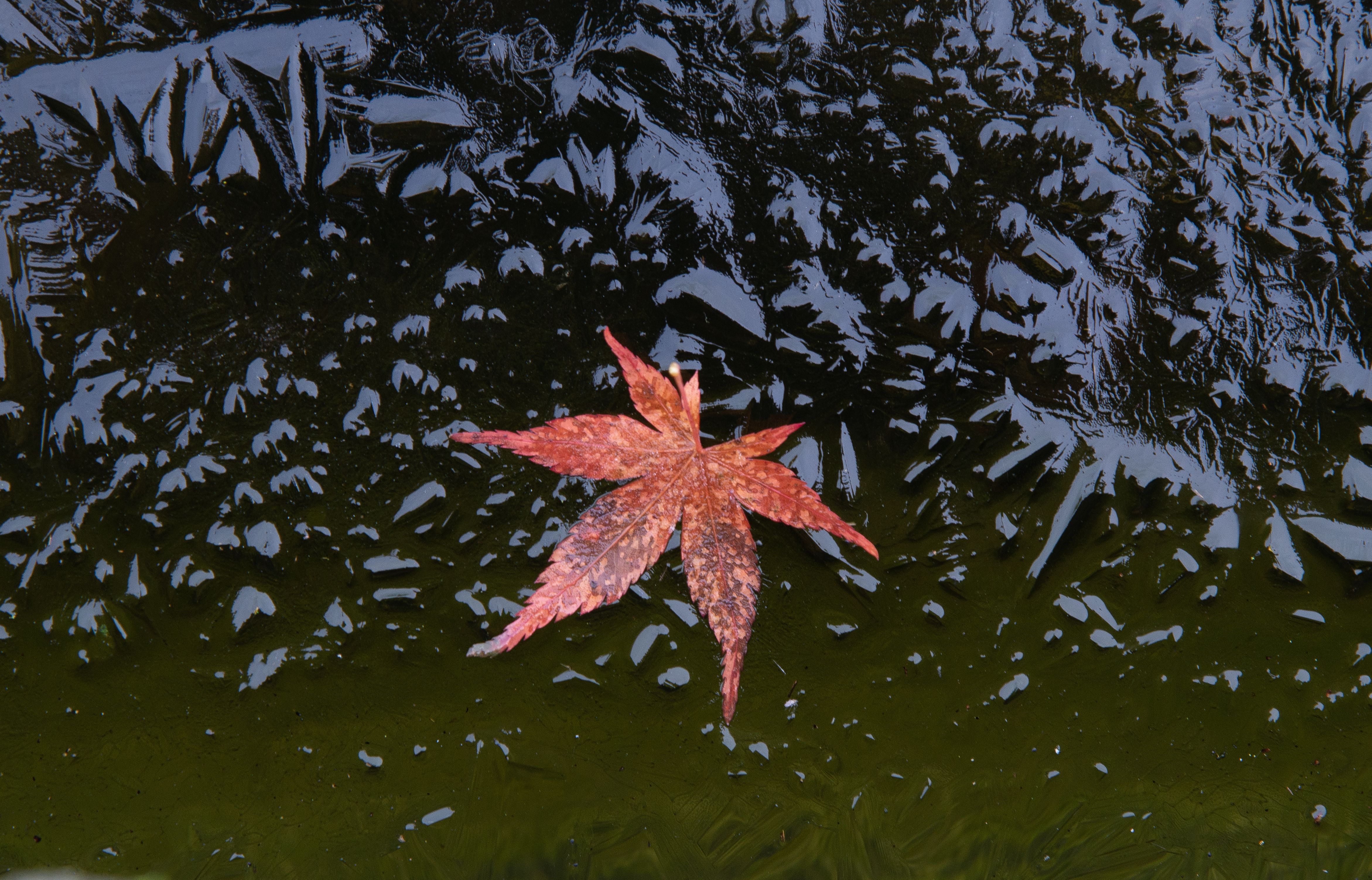Vibrant Maple Leaf Floating on Water Surface · Free Stock Photo