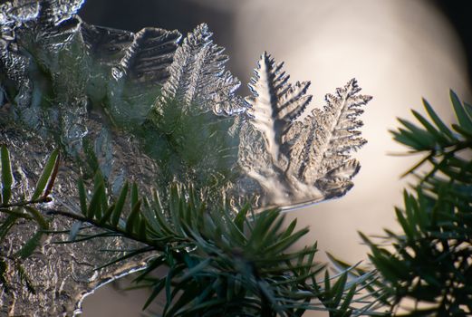 Detailed macro shot capturing intricate ice patterns on an evergreen branch.