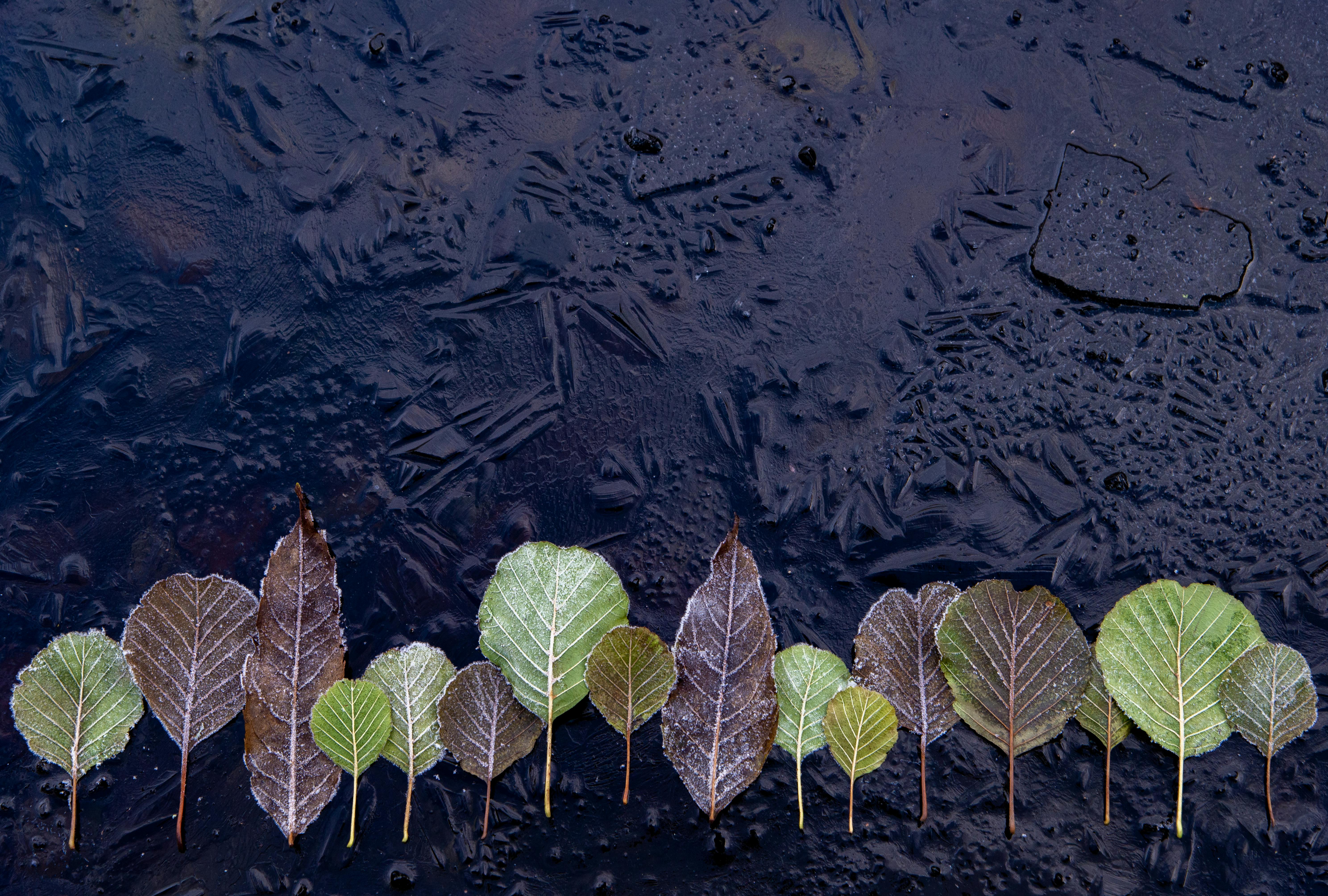 Gratis Una fila di foglie ghiacciate su uno sfondo scuro e ghiacciato crea un contrasto sorprendente. Foto a disposizione