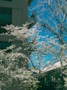 Cherry Blossom Trees Beside Urban Building