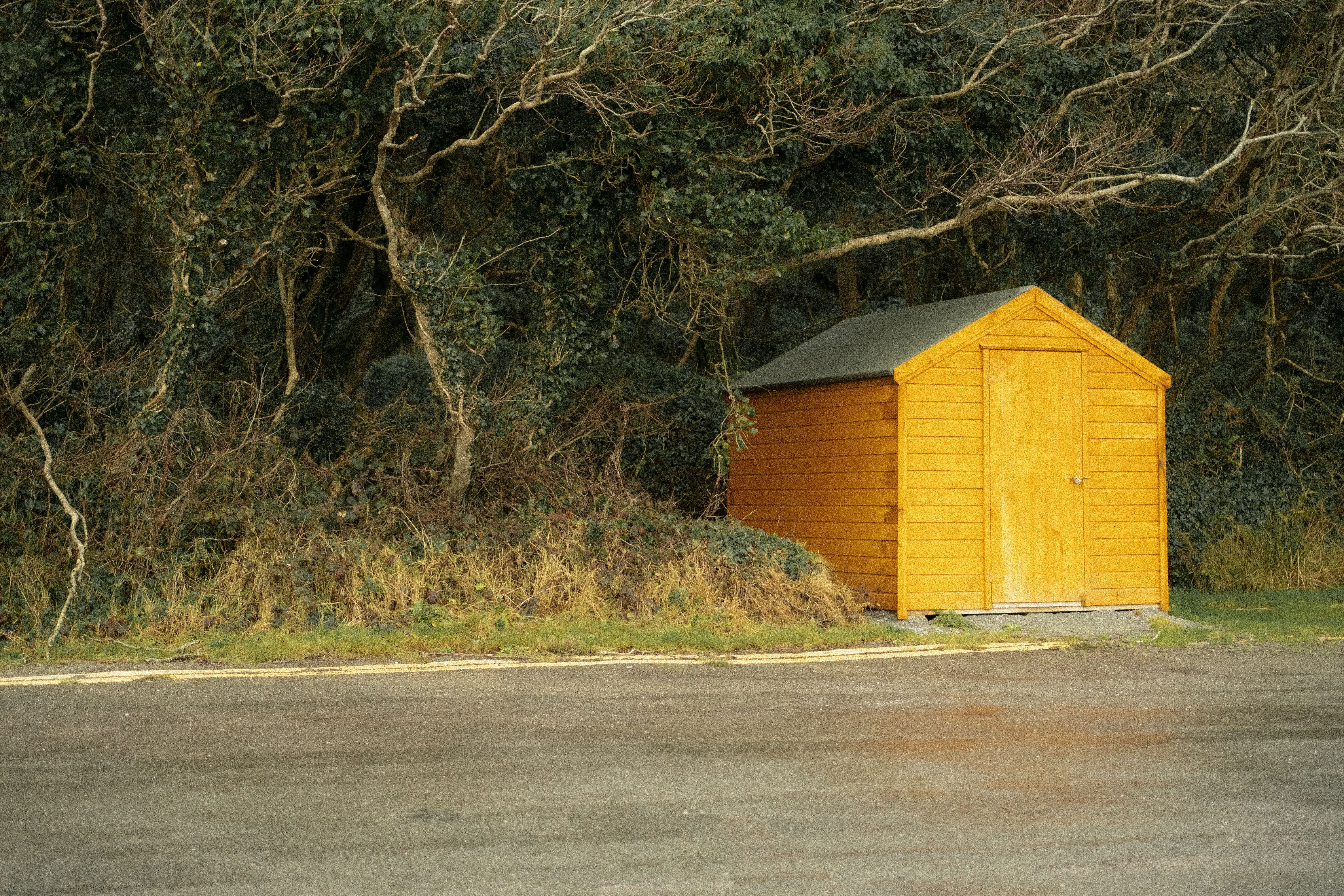 A simple wooden shed nestled amidst dense forest foliage, Ireland.