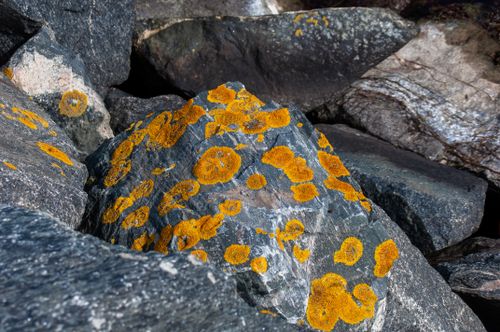 Free Close-up of bright orange lichen growing on rugged coastal rocks. Stock Photo