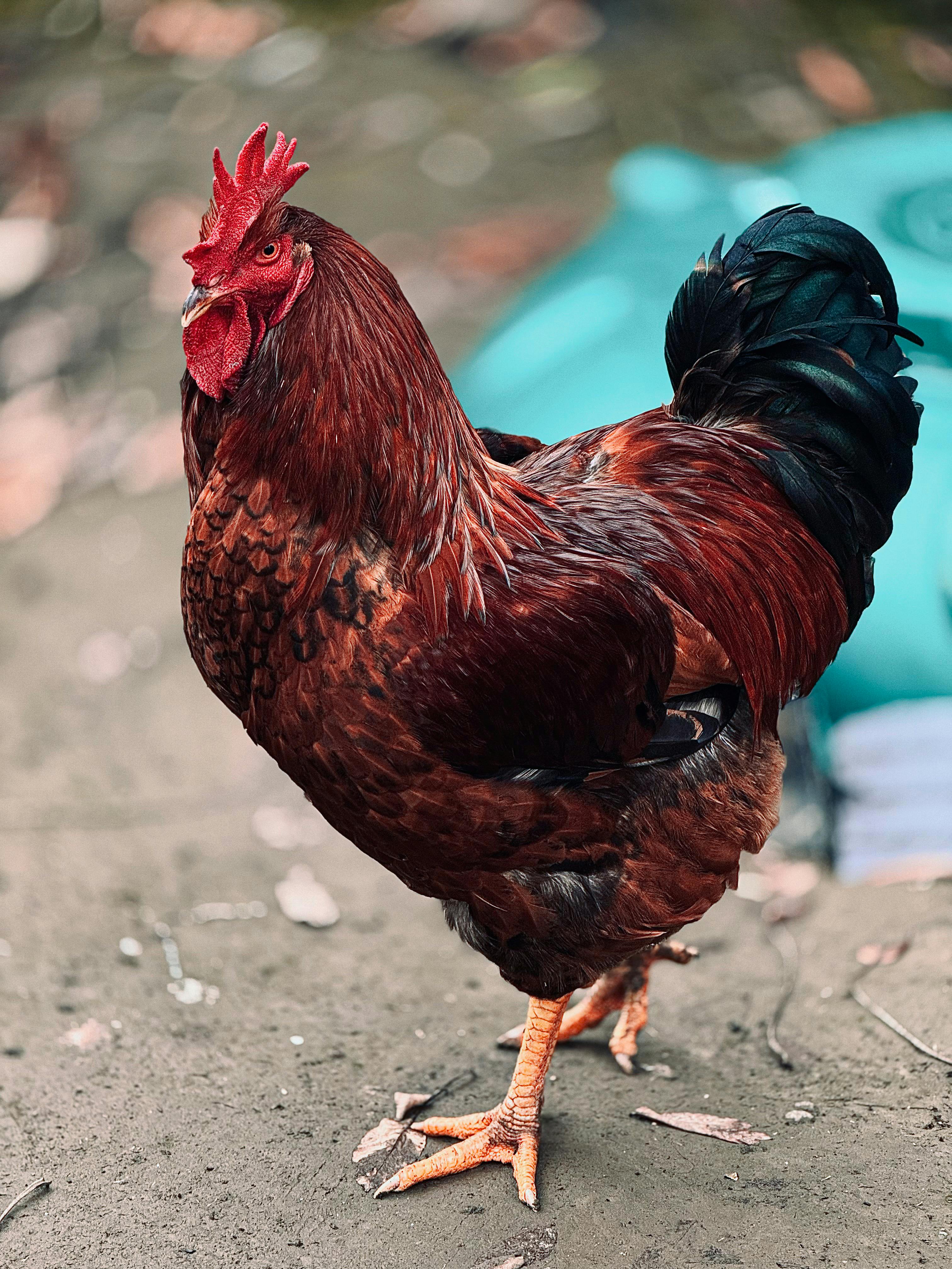 Gratis En detaljert visning av en fargerik hane som står på en naturlig overflate utendørs, og formidler rustikk sjarm. Arkivbilde