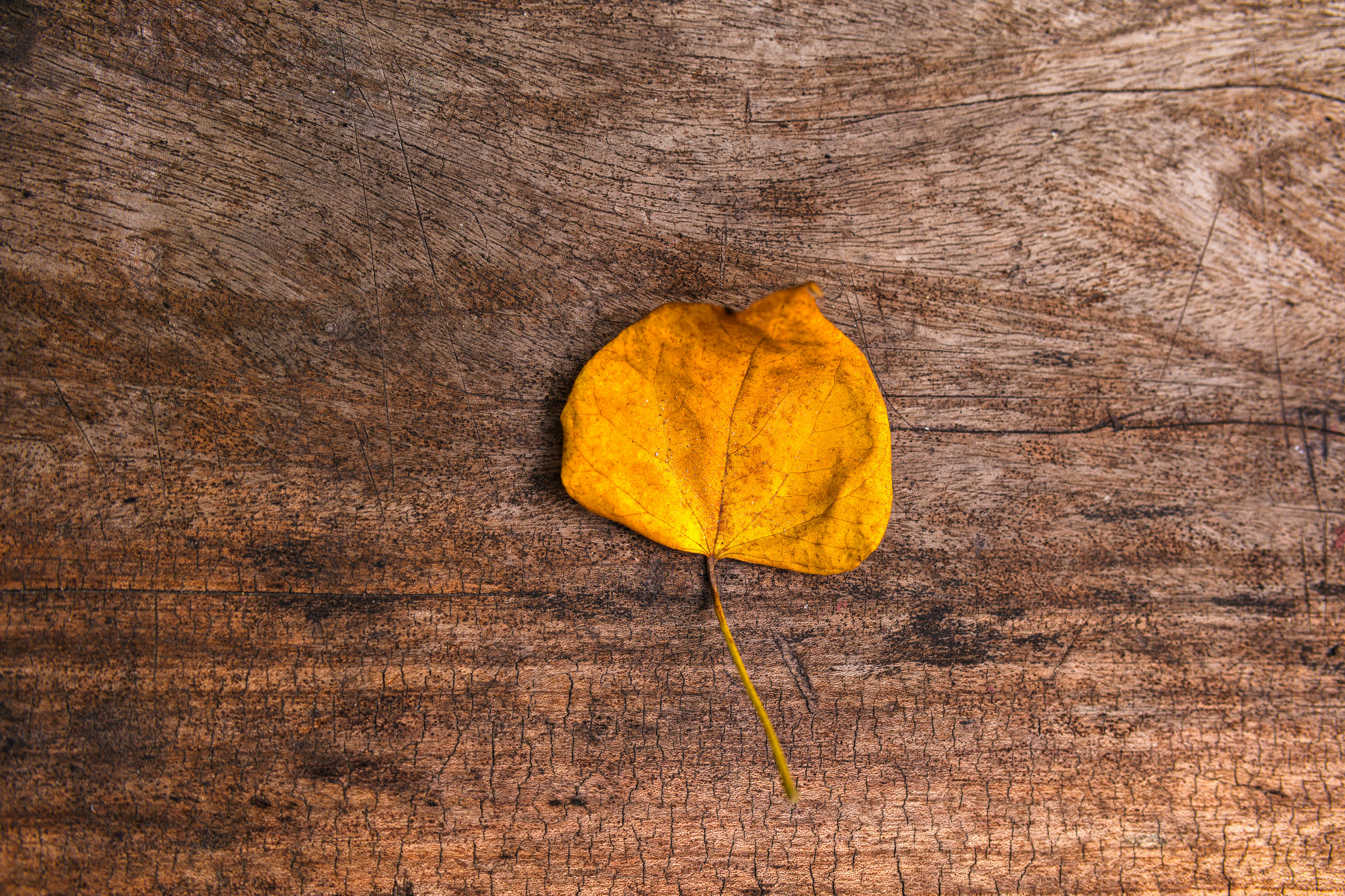Безкоштовне Один яскраво-жовтий листок лежить на текстурованій дерев'яній поверхні, нагадуючи про осінь. стокове фото