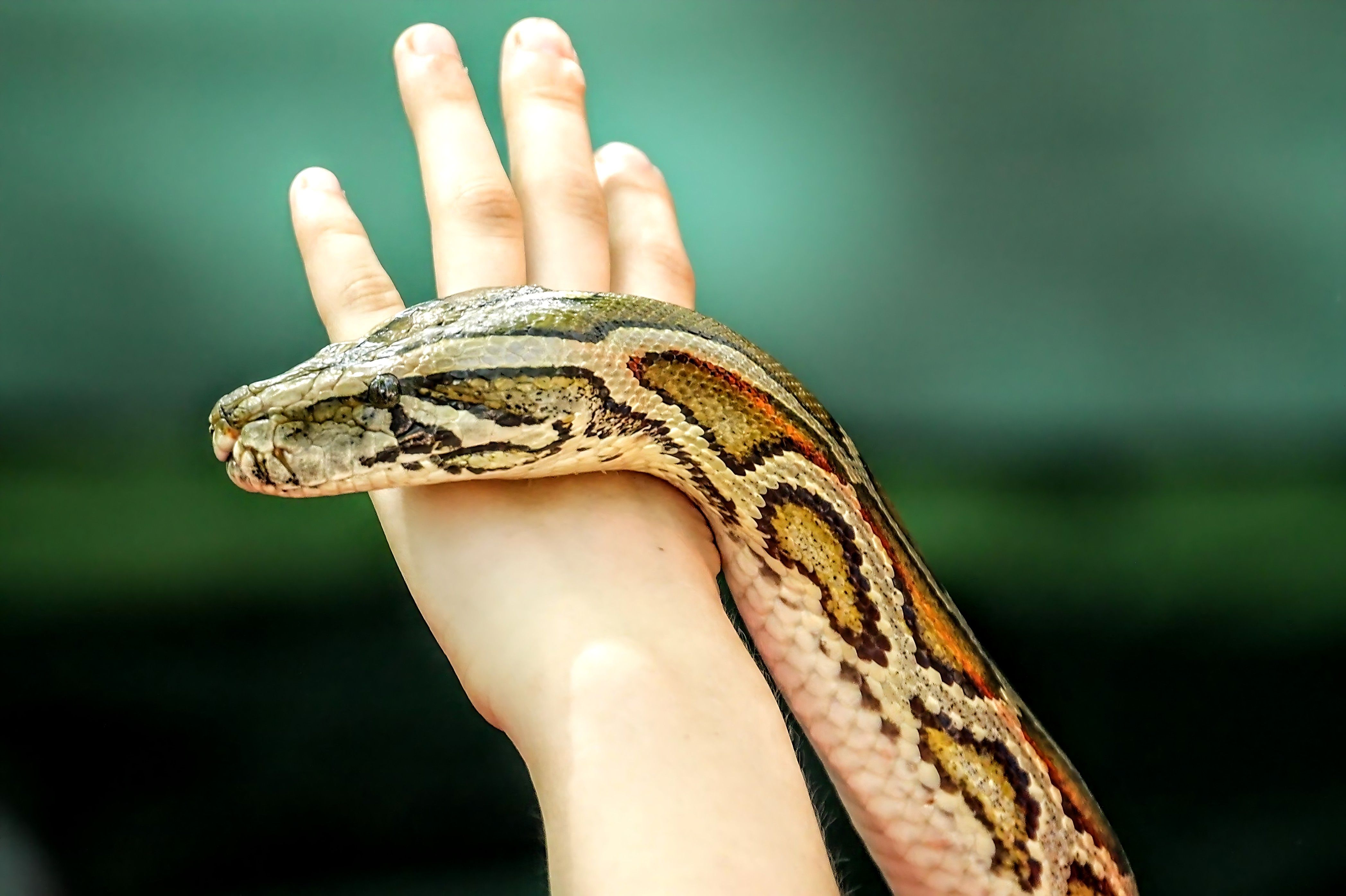 Close-up of Python on Human Hand Outdoors · Free Stock Photo