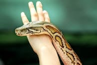 Close-up of Python on Human Hand Outdoors