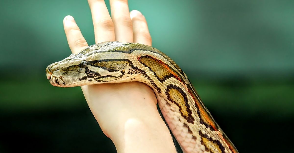 Close-up of Python on Human Hand Outdoors · Free Stock Photo
