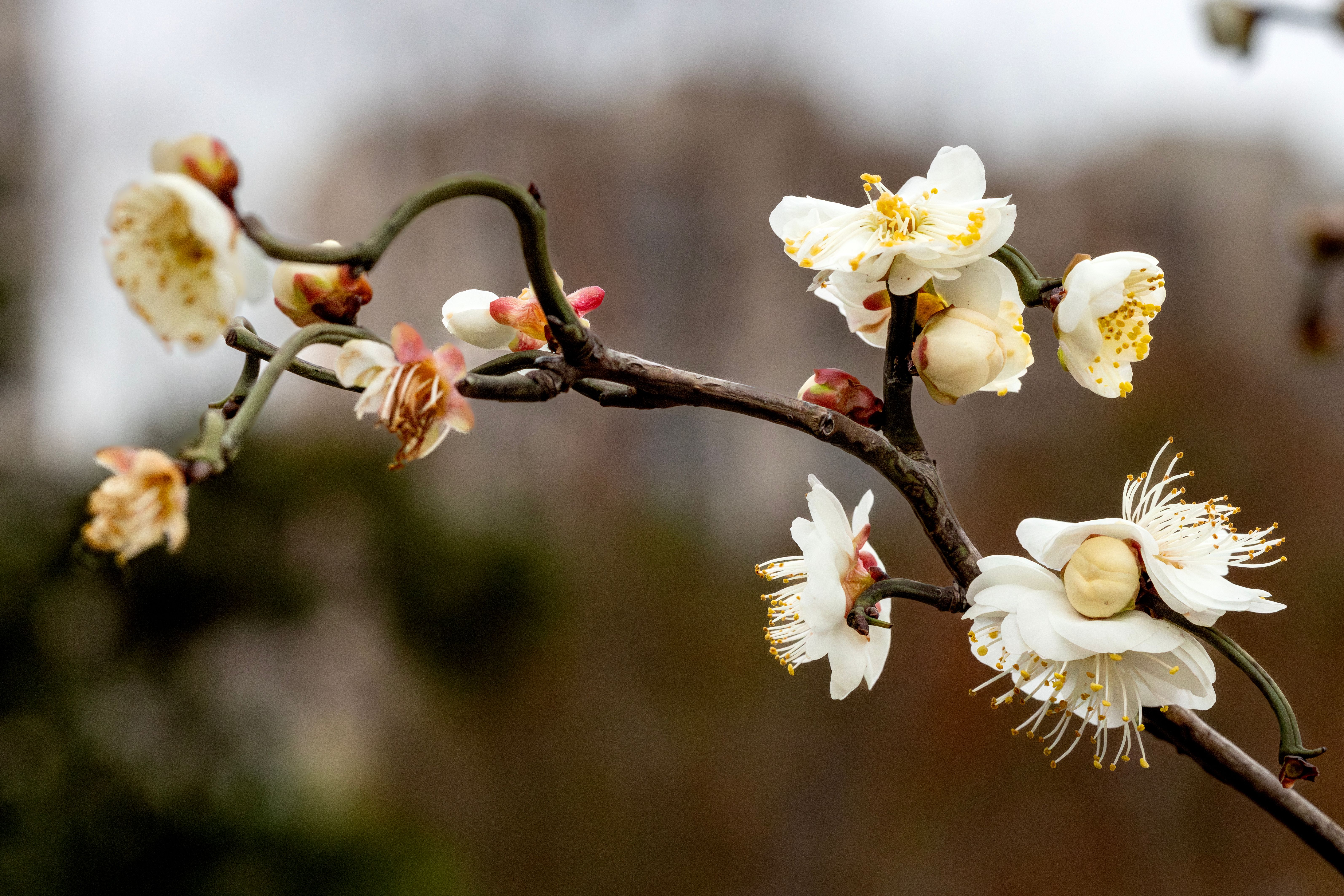A detailed view of white plum blossoms on a branch, highlighting springtime beauty and renewal.